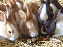 Rabbit Care Tips and Insurance